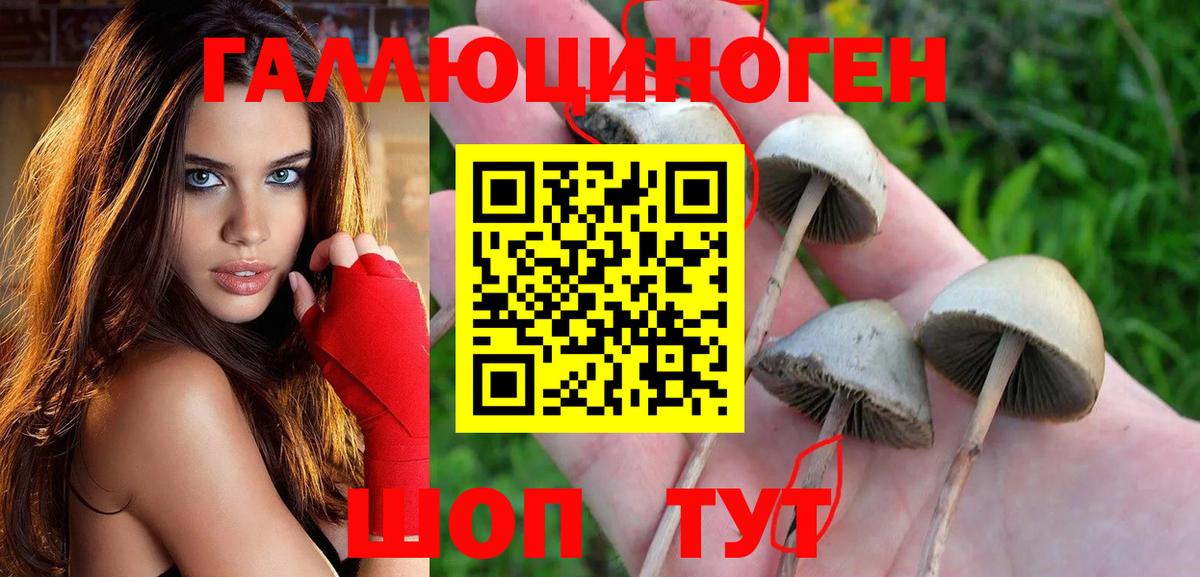 Псилоцибиновые грибы Psilocybe  Вход с VPN  Тейково 